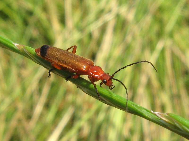 Rotgelber Weichkäfer (Common Red Soldier Beetle, Rhagonycha fulva); Foto: 05.07.2008, Düsseldorf Hafen