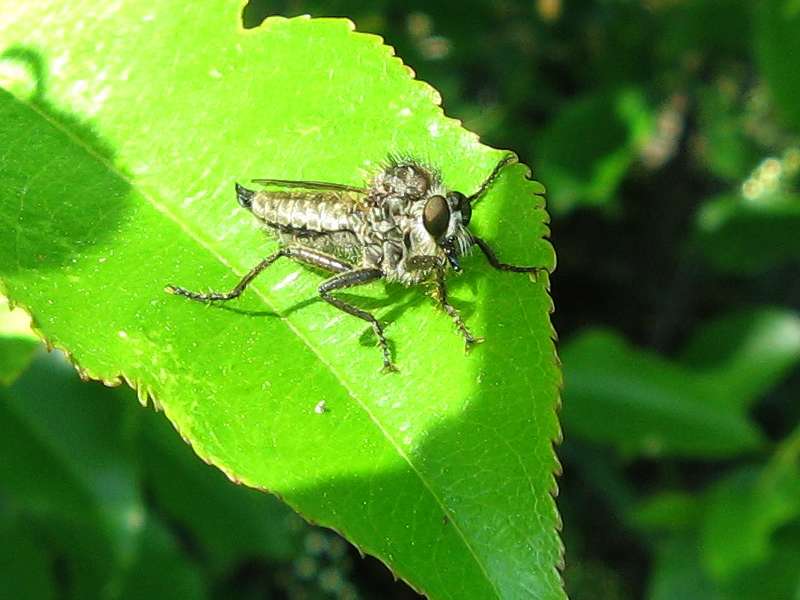 Säbel-Raubfliege (Robber Fly, Dysmachus trigonus); Foto: 23.05.2010, Elmpt, Niederkrüchten