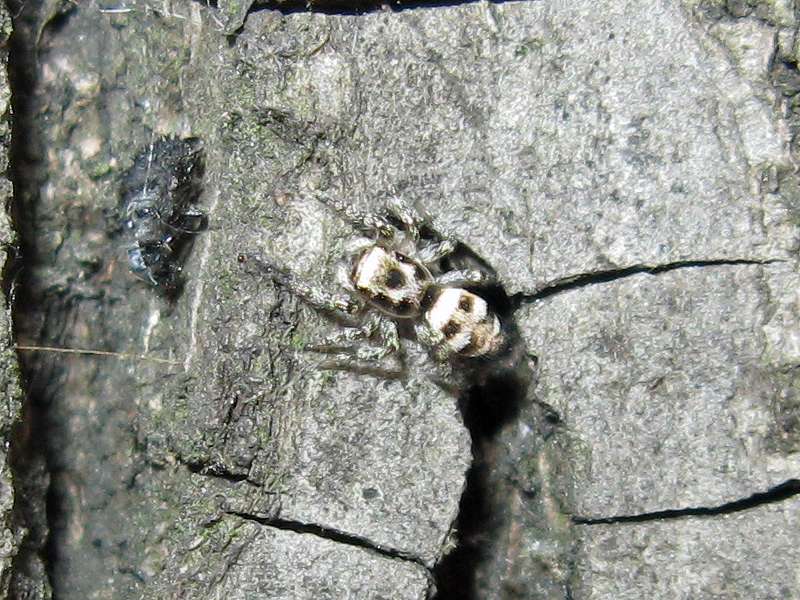Weibliche Wald-Springspinne (Cingulated Jumping Spider, Salticus cingulatus); Foto: 30.06.2010, Düsseldorf-Flingern