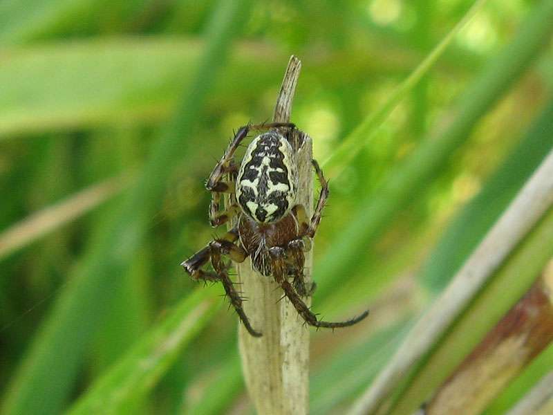 Weibliche Schilfradspinne (Furrow Orb Spider, Larinioides cornutus/suspicax); Foto: 26.09.2008, Düsseldorf-Urdenbach