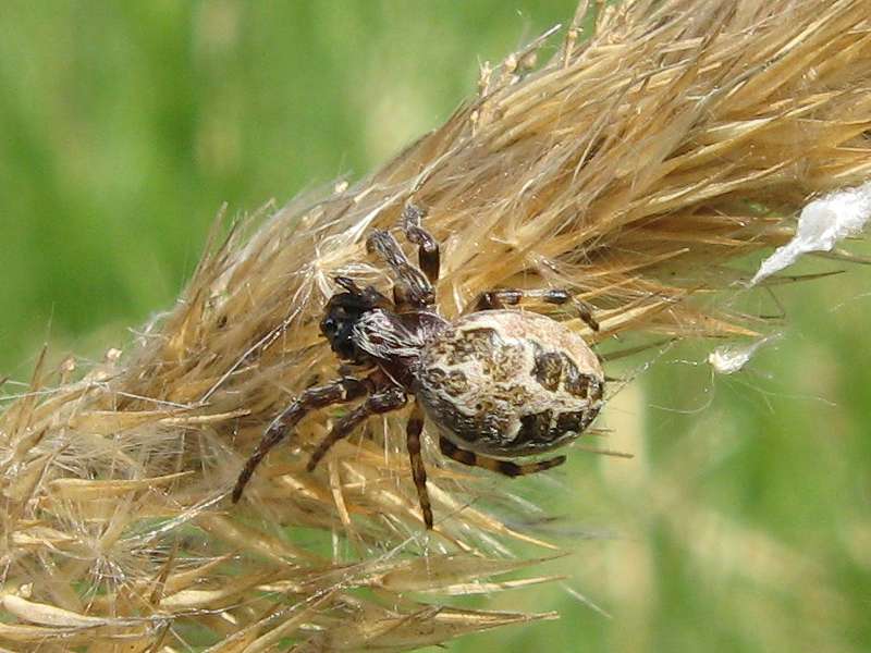 Weibliche Schilfradspinne (Furrow Orb Spider, Larinioides cornutus/suspicax); Foto: 24.04.2010, Düsseldorf Hafen