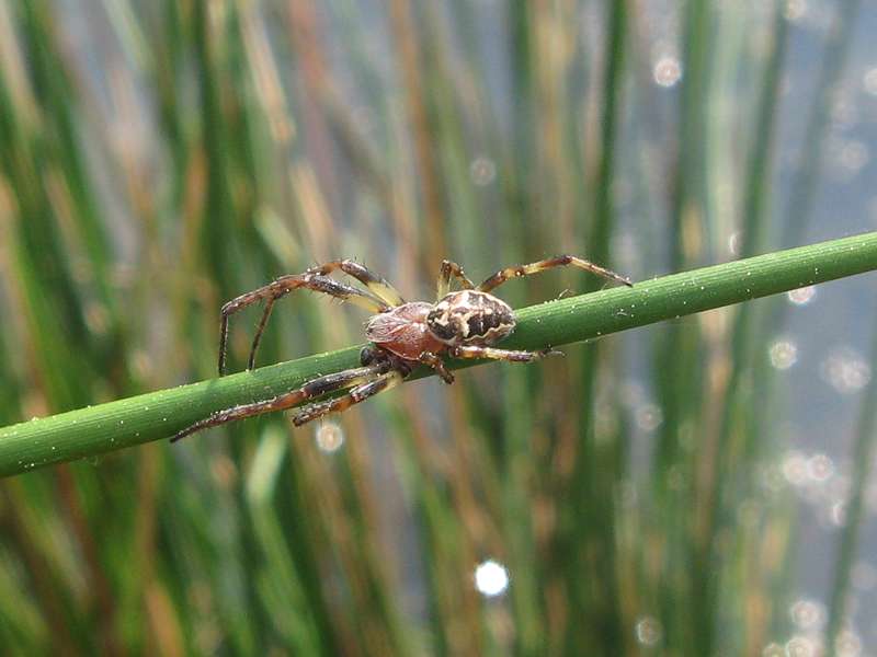 Männliche Schilfradspinne (Furrow Orb Spider, Larinioides cornutus/suspicax); Foto: 22.04.2011, Düsseldorf-Ludenberg