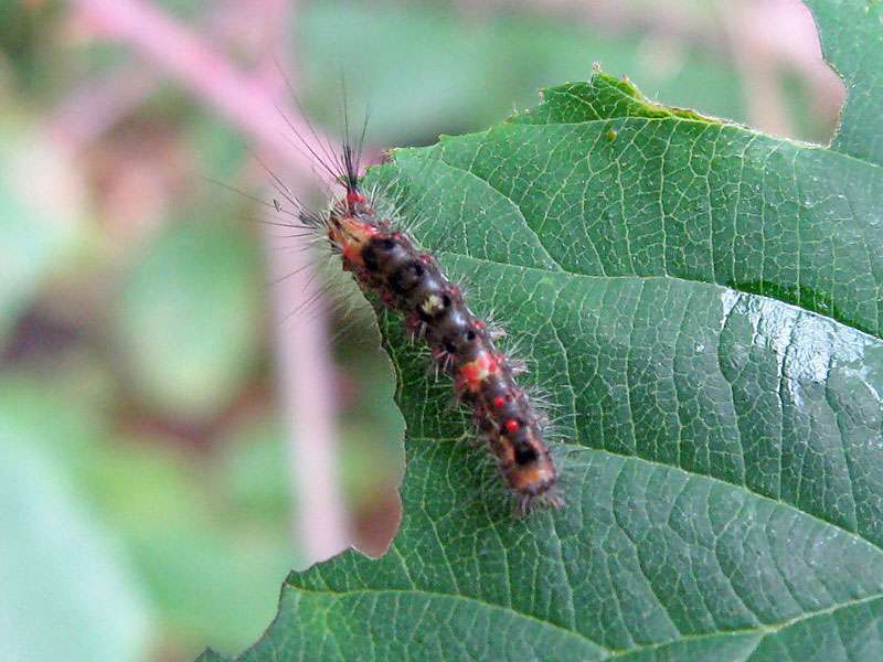 Raupe des Schlehen-Bürstenspinners im Entwicklungsstadium L2 (Rusty Tussock Moth, Orgyia antiqua); Foto: 24.08.2008, Düsseldorf-Ludenberg