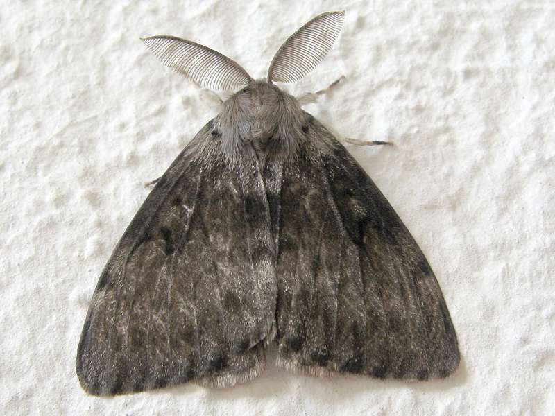 Schwammspinner (Gypsy Moth, Lymantria dispar), melanistisches Männchen; Foto: 07.08.2008, Düsseldorf-Düsseltal