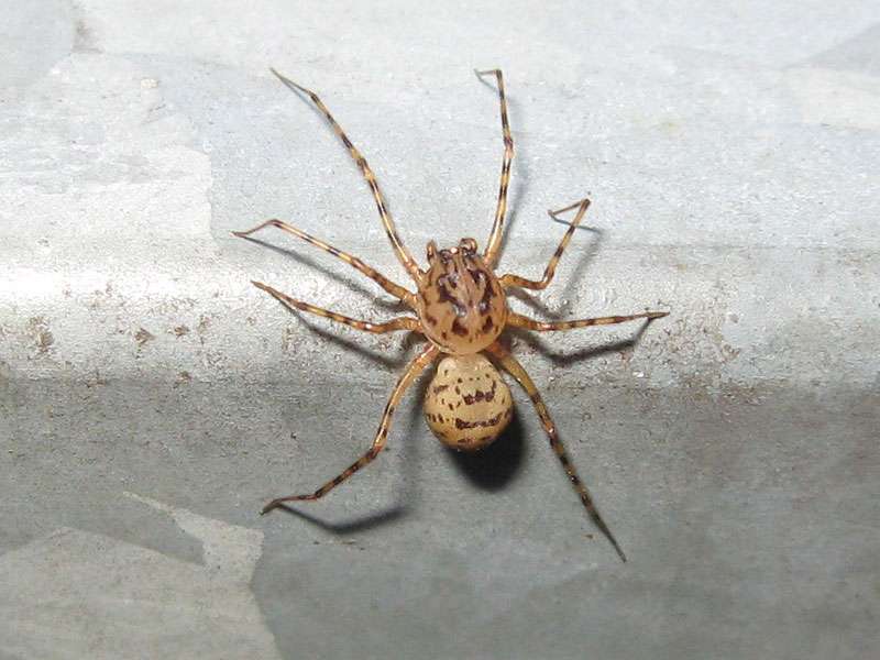 Leimschleuderspinne (Spitting Spider, Scytodes thoracica); Foto: 09.05.2008, Düsseldorf-Grafenberg