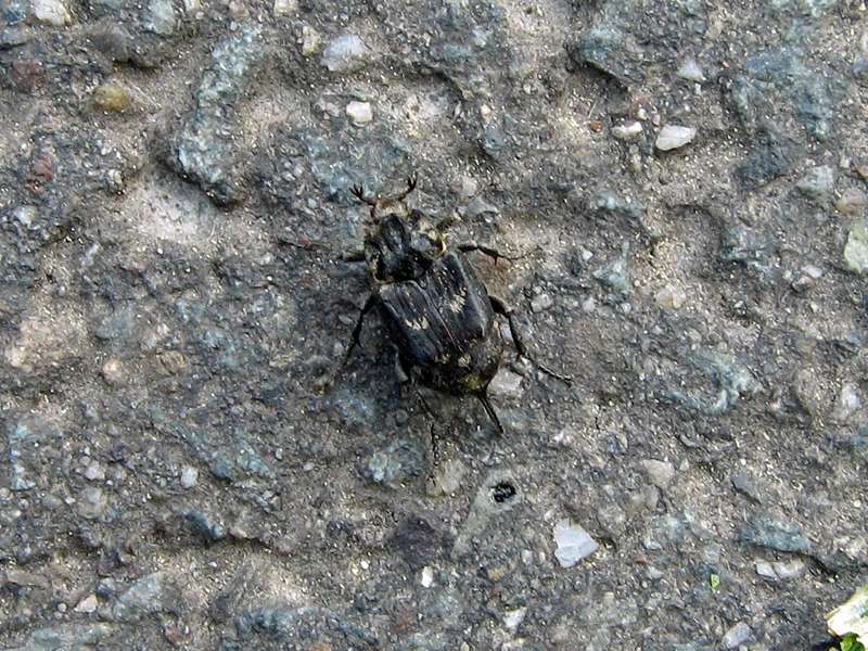 Weiblicher Stolperkäfer (Rotting Wood Scarab Beetle, Valgus hemipterus); Foto: 01.05.2009, Düsseldorf-Himmelgeist