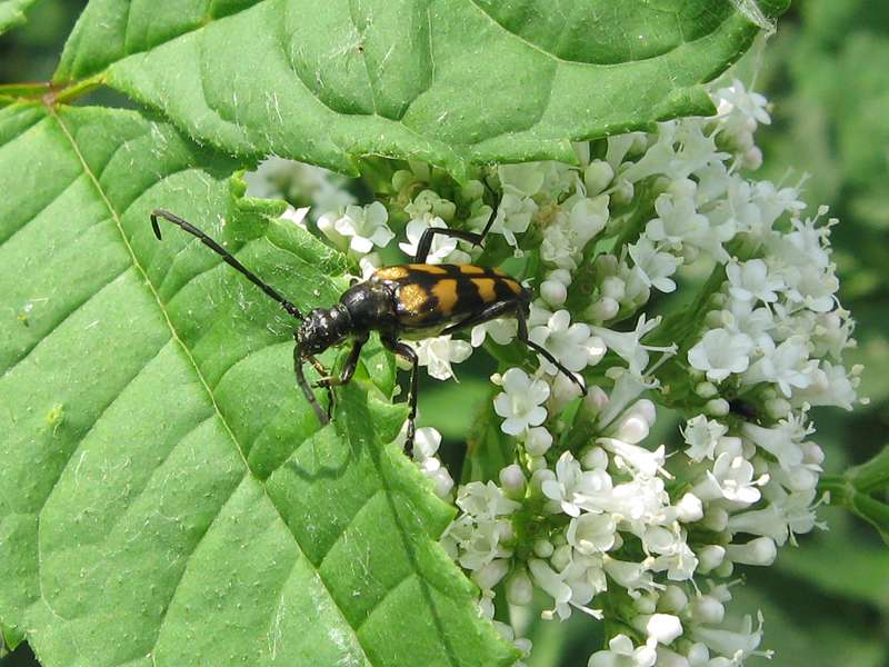 Vierbindiger Schmalbock (Four-banded Longhorn Beetle, Leptura quadrifasciata); Foto: 04.06.2011, Düsseldorf-Garath