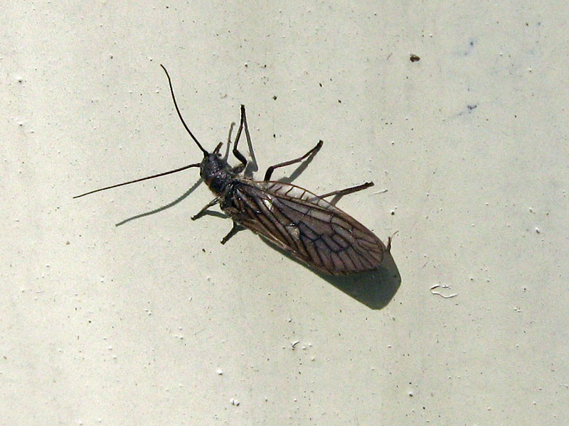 Wasserflorfliege (Alderfly, Sialis fuliginosa/lutaria/nigripes), Artenkomplex; Foto 26.04.2009, Düsseldorf-Düsseltal