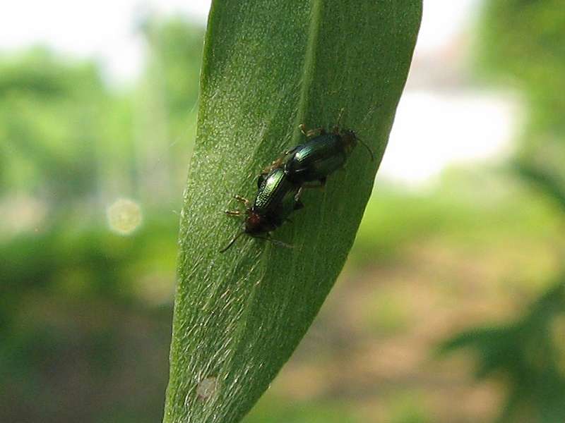 Weiden-Erdfloh (Willow Flea Beetle, Crepidodera aurata); Foto: 09.05.2010, Düsseldorf-Düsseltal