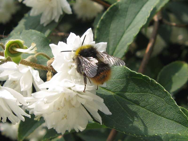 Wiesenhummel (Early Bumblebee, Bombus pratorum); Foto: 21.05.2011, Düsseldorf-Düsseltal
