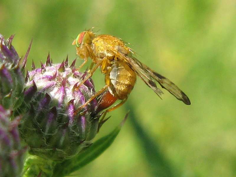 Distel-Bohrfliege (Mottled Thistle Fly, Xyphosia miliaria), Weibchen bei der Eiablage; Foto: 21.07.2010, Düsseldorf-Ludenberg