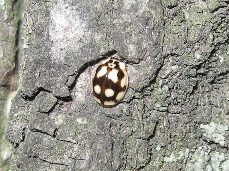 Zehnpunkt-Marienkäfer (10-spot Lady Beetle, Adalia decempunctata), schwarze Farbvariante; Foto: 09.05.2010, Düsseldorf-Düsseltal