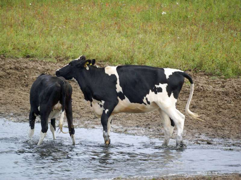 Kühe im Naturschutzgebiet Bislicher Insel; Foto: 12.09.2009, Xanten