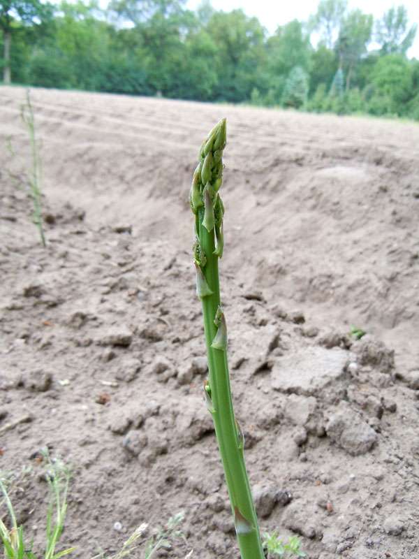 Am Rande des Elmpter Schwalmbruchs wächst Gemeiner Spargel (Asparagus officinalis); Foto: 20.06.2010, Niederkrüchten