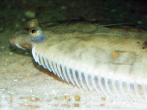 Scholle (Plaice, Pleuronectes platessa); Foto: September 2001, Langeoog