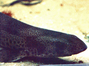 Kleinfleckiger Katzenhai (Lesser Spotted Dogfish, Scyliorhinus canicula); Foto: September 2001, Langeoog