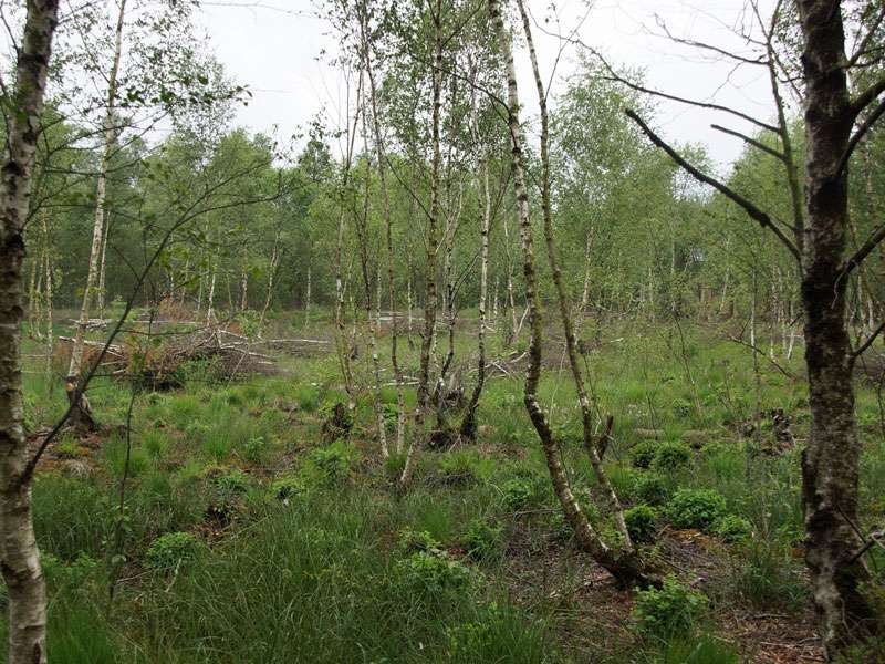 Im Naturschutzgebiet Venner Moor stehen viele Birken (Betula sp.); Foto: 19.07.2015, Senden
