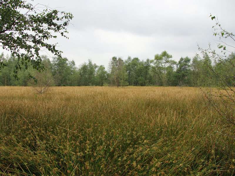 Im Naturschutzgebiet Venner Moor gibt es offene Flächen, auf denen zahlreiche Binsen (Juncus sp.) wachsen; Foto: 19.07.2015, Senden