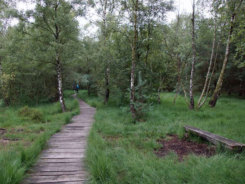 Ein Bohlenweg führt durch einen Teilbereich des Naturschutzgebiets Venner Moor; Foto: 19.07.2015, Senden