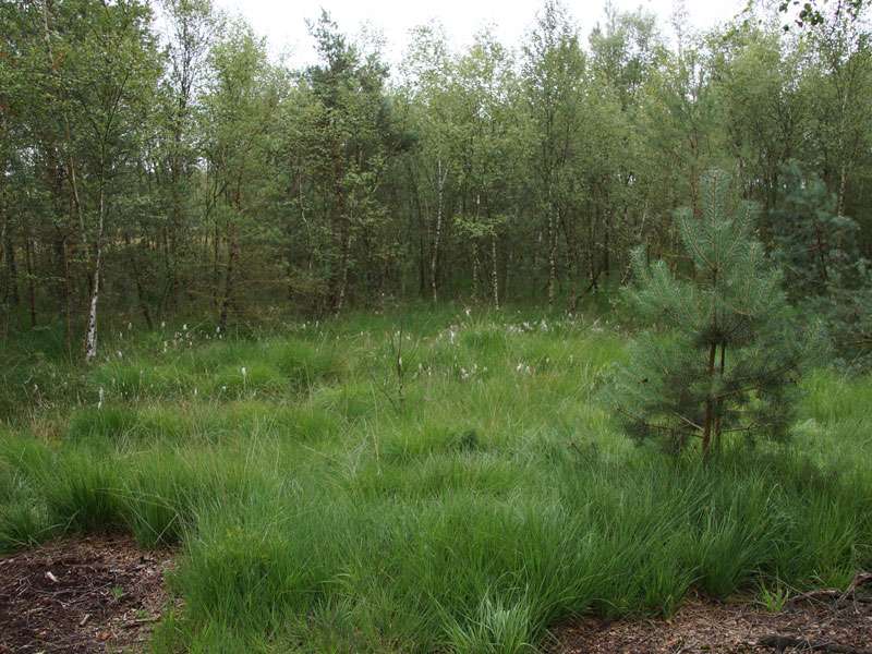 Im Naturschutzgebiet Venner Moor wachsen Wollgräser (Eriophorum sp.); Foto: 19.07.2015, Senden
