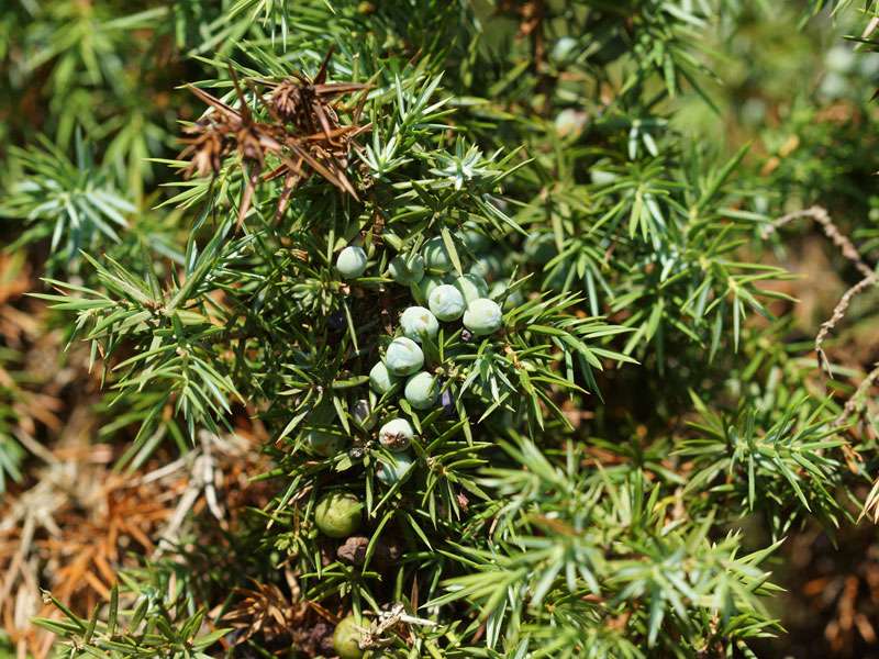 Wacholder (Juniperus communis) in der Westruper Heide; Foto: 26.07.2015, Haltern am See
