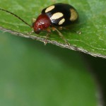 Blattkäfer (Leaf Beetles, Chrysomelidae)