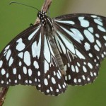 Edelfalter (Brush-Footed Butterflies, Nymphalidae)