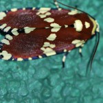 Eulenfalter (Owlet Moths, Noctuidae)