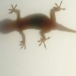 Geckos (Geckos, Gekkonidae)