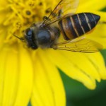 Hautflügler (Ants, Bees, Wasps and Sawflies, Hymenoptera)