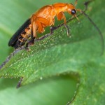 Weichkäfer (Soldier Beetles, Cantharidae)