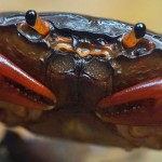 Krebstiere (Crustaceans, Crustacea)