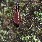 Laufkäfer (Ground Beetles, Carabidae)