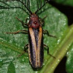 Leuchtkäfer (Fireflies, Lampyridae)