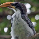 Nasnornvögel (Hornbills, Bucerotidae)