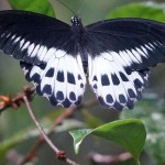 Ritterfalter (Swallowtail Butterflies, Papilionidae)