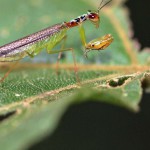 Unbestimmte Insekten (undetermined insects)