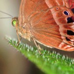 Würfelfalter (Metalmark Butterflies, Riodinidae)
