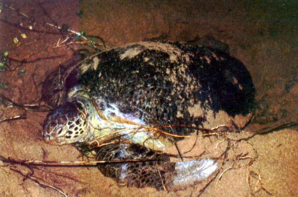 Weibliche Grüne Meeresschildkröte (Green Turtle, Chelonia mydas); Foto © Uwe Post, Juni 1998, Kosgoda