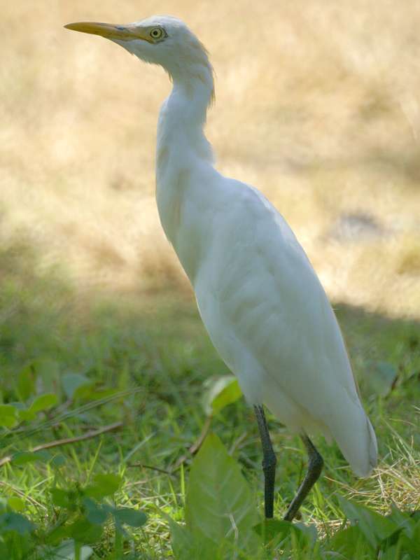 Kuhreiher (Cattle Egret, Bubulcus ibis ibis); Foto: November 2006, Kosgoda