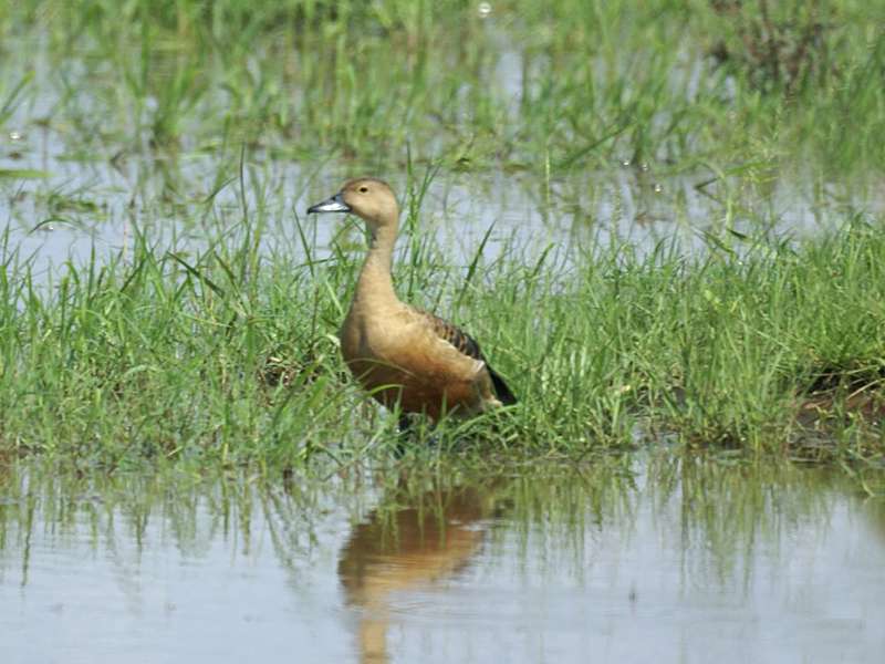 Javapfeifgans (Lesser Whistling Duck, Dendrocygna javanica); Foto: November 2006, Udawalawe-Nationalpark
