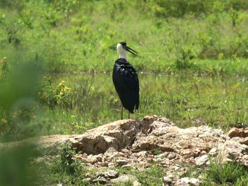 Wollhalsstorch (Woolly-necked Stork, Ciconia episcopus episcopus); Foto: 07.11.2006, Udawalawe-Nationalpark
