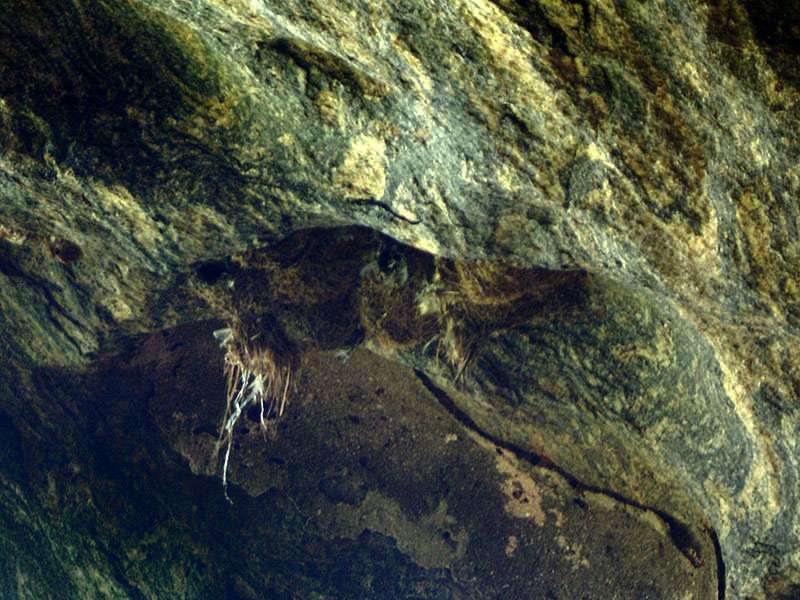 Nester von Malabar-Salanganen (Indian Swiftlet, Collocalia unicolor); Foto: November 2006, Sigiriya