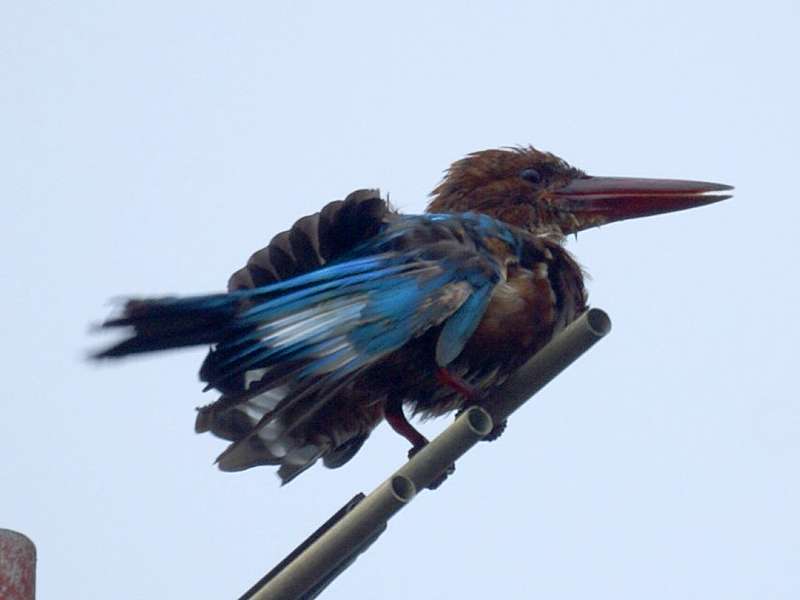 Braunliest (White-throated Kingfisher, Halcyon smyrnensis fusca); Foto: November 2006, Aluthgama
