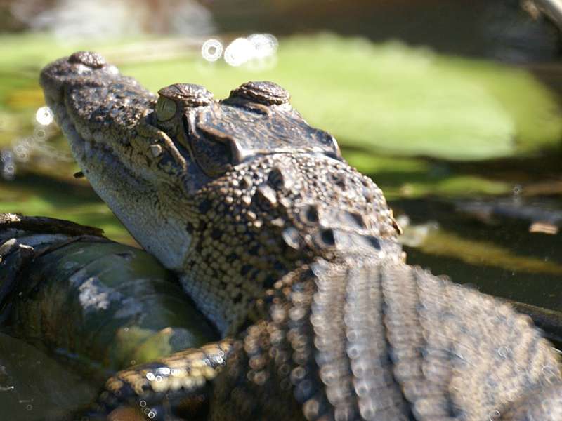 unges Sumpfkrokodil (Mugger Crocodile, Crocodylus palustris); Foto: November 2006, Nähe Aluthgama