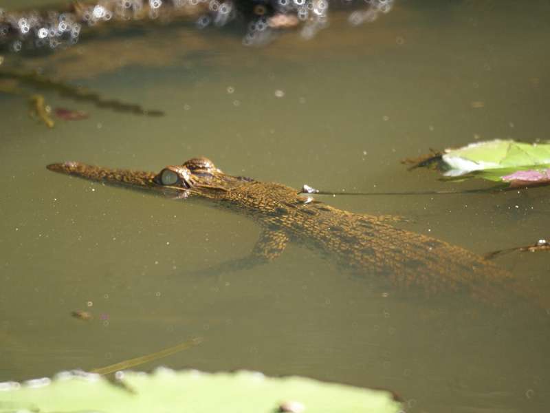 Junges Sumpfkrokodil (Mugger Crocodile, Crocodylus palustris); Foto: November 2006, Nähe Aluthgama