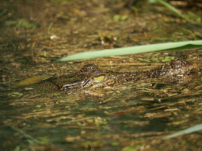 Sumpfkrokodil (Mugger Crocodile, Crocodylus palustris); Foto: November 2006, Nähe Aluthgama