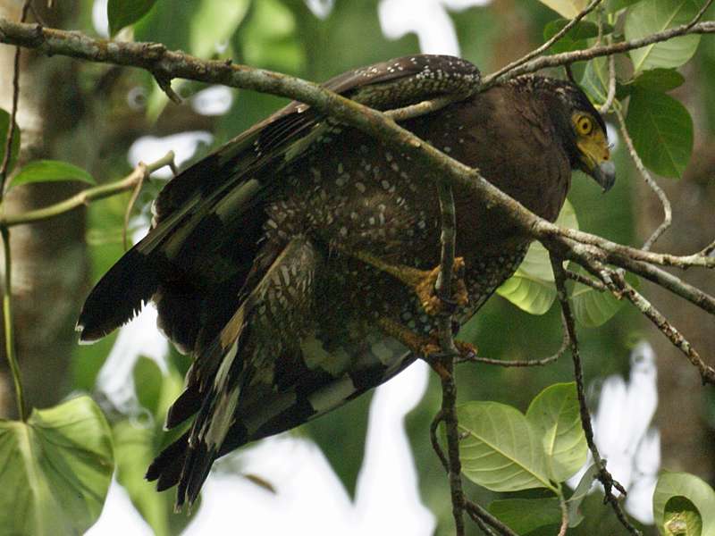 Schlangenweih (Crested Serpend Eagle, Spilornis cheela spilogaster); Foto: November 2006, Kalawila