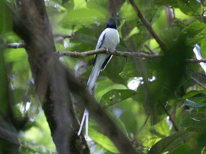 Männlicher Hainanparadiesschnäpper (Asian Paradise Flycatcher, Terpsiphone paradisi paradisi); Foto: November 2006, Sinharaja-Regenwald