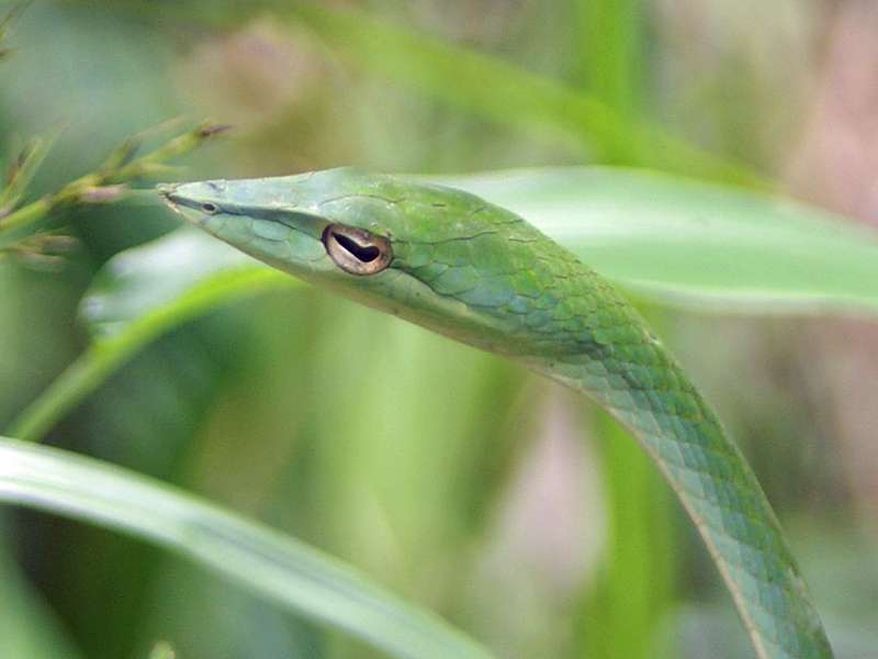 Nasenpeitschenatter (Green Vine Snake, Ahaetulla nasuta); Foto: November 2006, Sinharaja-Regenwald